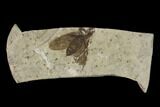 Fossil March Fly (Plecia) - Green River Formation #138474-1